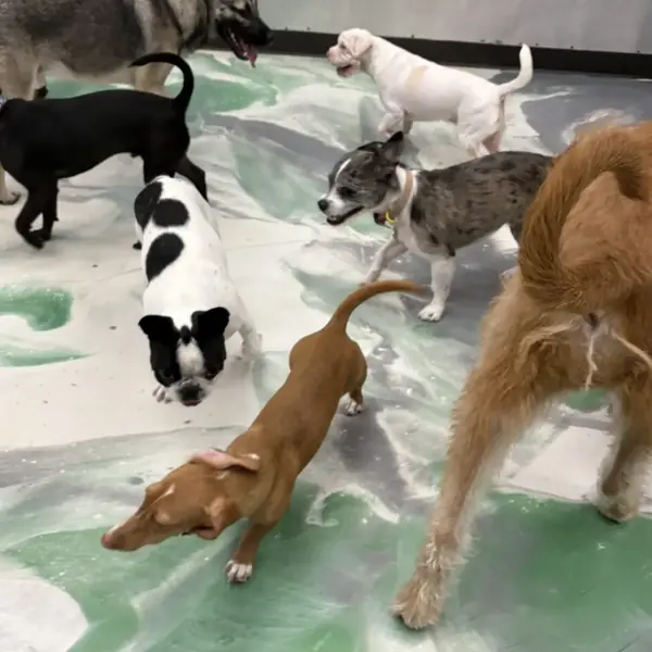 Indoor daycare play at K9 Rox Club